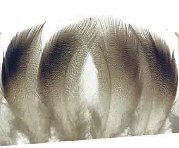 MDBSx Veniard Bronze Mallard Fly Tying and Craft Feathers 3 Sizes 